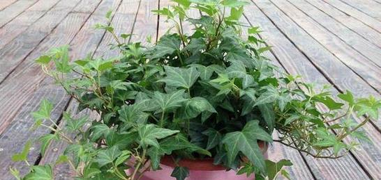 吸烟的植物有哪些？它们的健康影响是什么？