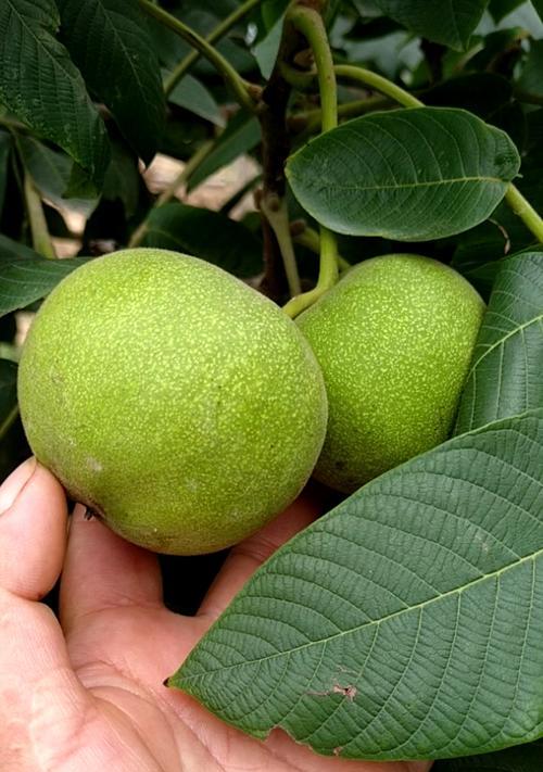 文玩核桃哪里产的最好？如何辨别产地与品质？