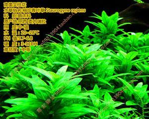 水草是什么植物？水草的种类和特点有哪些？