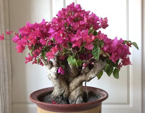 三角梅种植土壤选择？如何确保土壤质量满足三角梅生长需求？