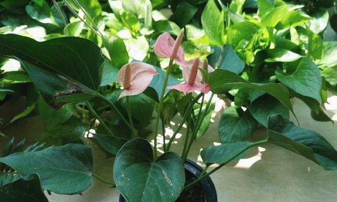 白掌太密了怎么办？如何修剪和管理密集的白掌植物？