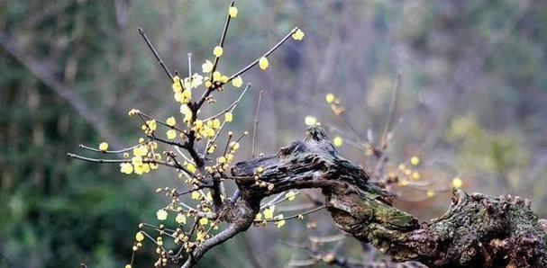 腊梅家庭养法有哪些技巧？如何确保腊梅健康生长？