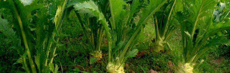 大头菜种植的最佳时间是什么时候？栽培管理技术有哪些常见问题？