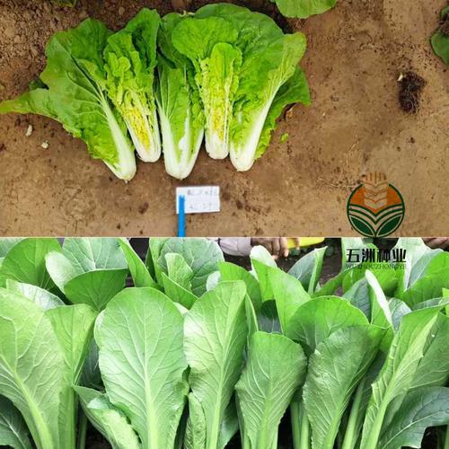快菜和奶白菜是同一种菜吗？它们的区别是什么？