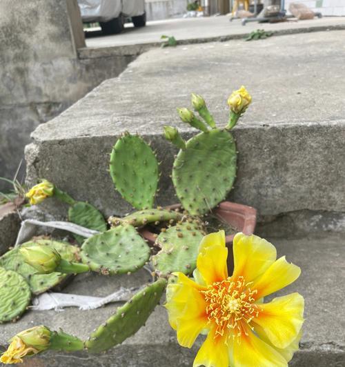 仙人掌开花的寓意（生命的坚韧与希望）