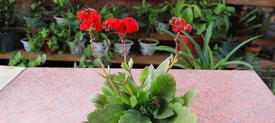 长寿花不开花怎么办？养护技巧有哪些？