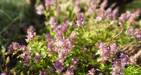 百里香的花语（爱与勇气的象征）