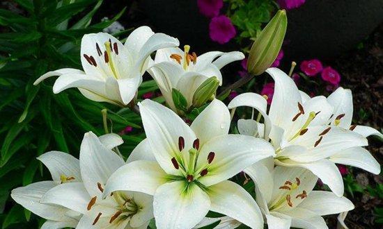 香水百合如何养殖？养殖过程中需要注意什么？