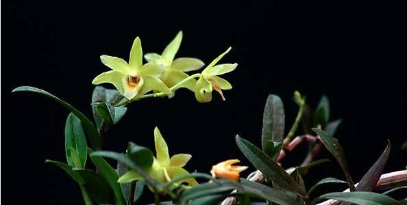 石斛生长在哪里？石斛生长的自然环境有哪些特点？