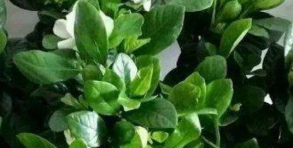 硫酸亚铁对植物的作用是什么？使用时应注意哪些问题？