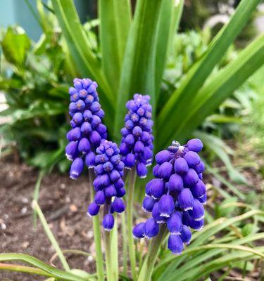 葡萄风信子开花时间是多久？一年能开几次花？