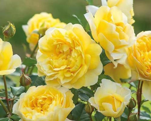 黄色月季花代表什么意思？花语和象征意义是什么？