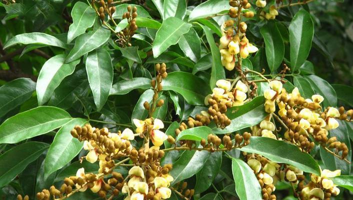 红豆种植几年才能开花结果？实种时间需要多久？