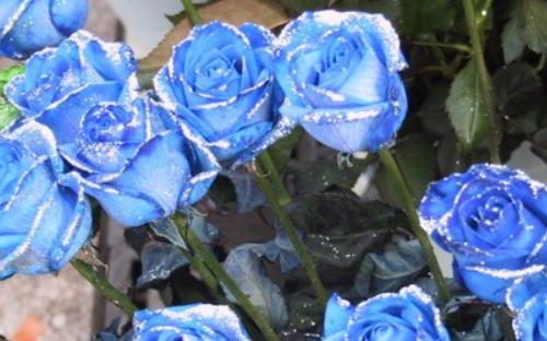 蓝玫瑰的花语含义是什么？如何表达爱意？