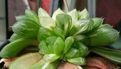 玉露植物如何防晒？晒太阳对玉露有什么影响？