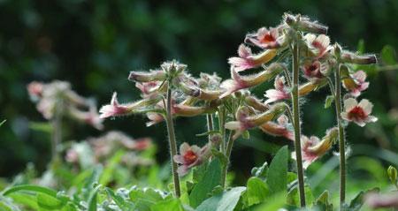 地黄是多年生还是年生植物？如何区分和种植？