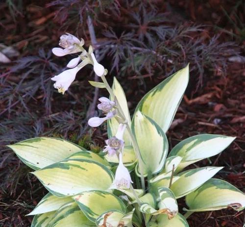 玉簪耐寒多少度？如何在冬季保护玉簪？