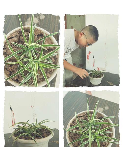 吊兰换盆后多久浇水一次？换盆后浇水的正确时机是什么？