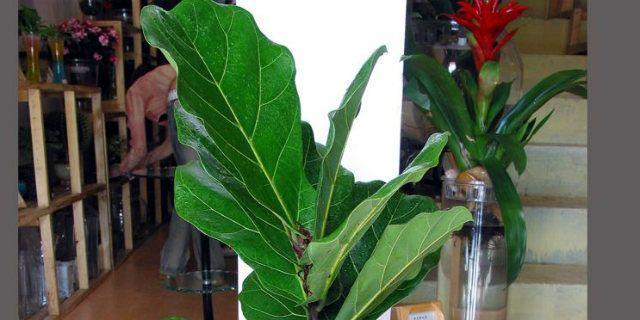 琴叶榕繁殖方法有哪些？繁殖过程中应注意哪些事项？