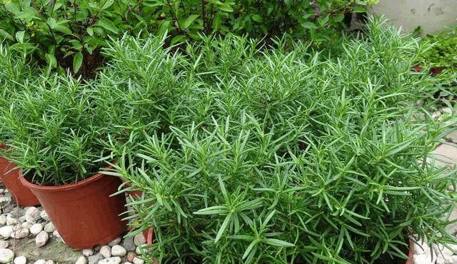 象征父爱的植物有哪些？它们各自代表什么含义？