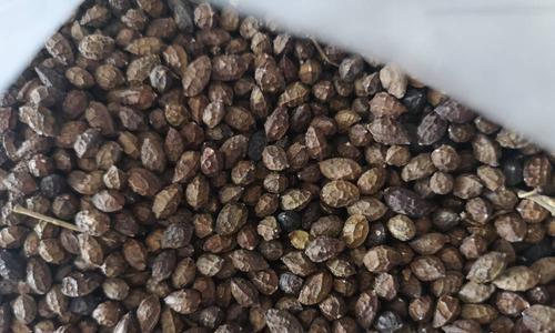 鸦胆子的来源是什么？它有哪些药用价值？