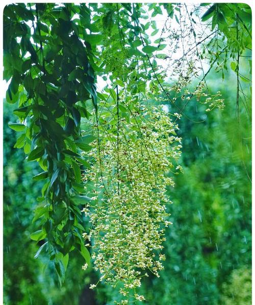 槐树开花时间是什么时候？几月份能看到槐花盛开？