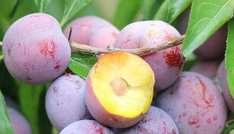 李子和什么不能一起吃？了解李子搭配禁忌指南