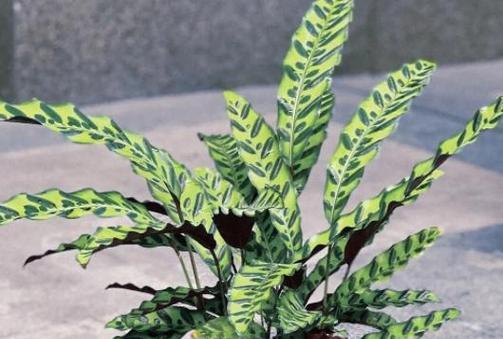 猫眼竹芋怎么养？养殖过程中应注意哪些问题？