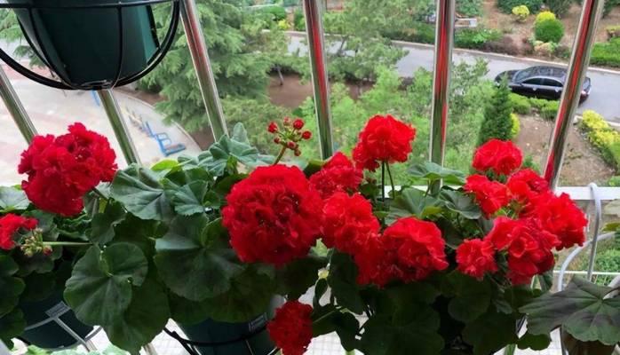 天竺葵对温度的适应性如何？怕冷还是怕热？