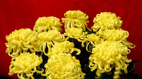 菊花的象征意义及送菊花的文化传统（探讨送菊花所代表的情感和意义）