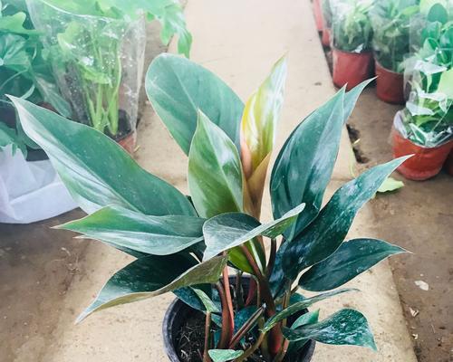 金钻有毒吗？室内养护需要注意什么？