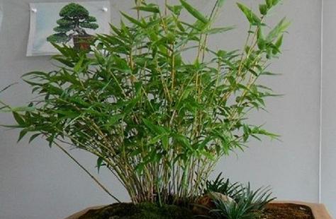 观音竹怎么养才长得好？养护技巧与常见问题解答？