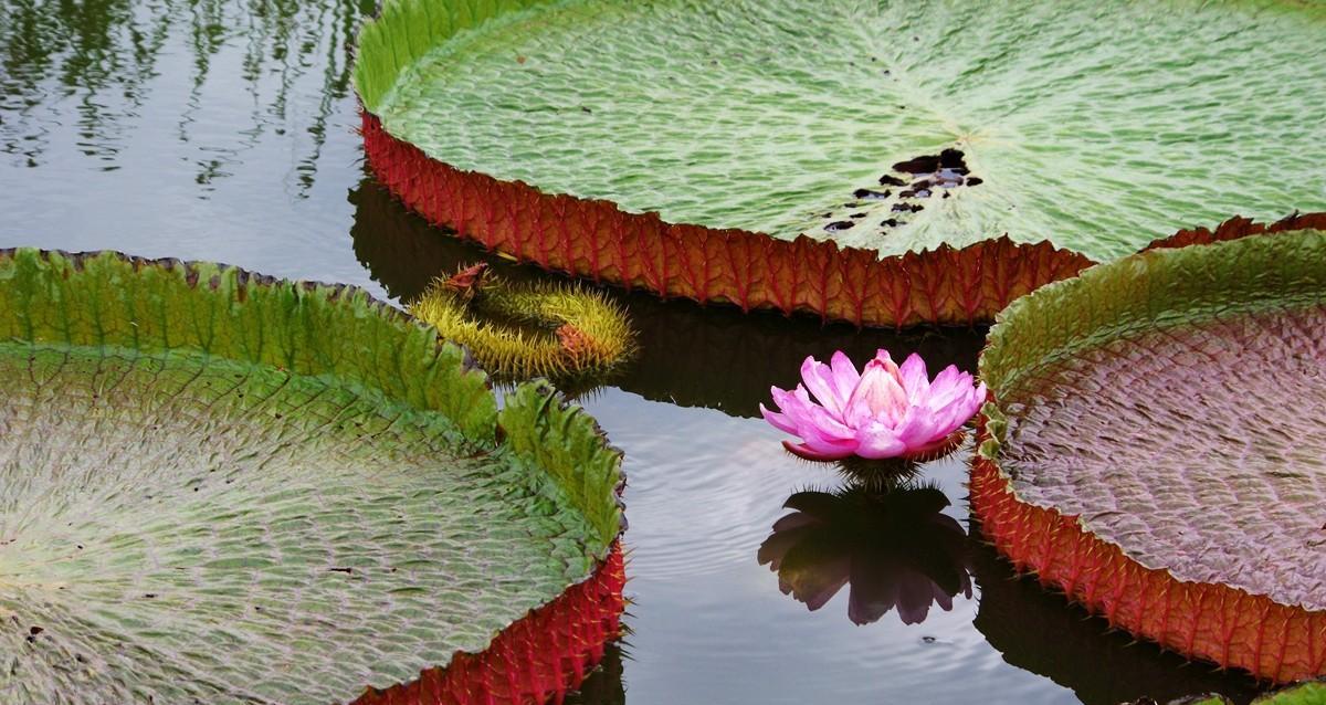 王莲属于什么科植物？它有哪些独特特征？