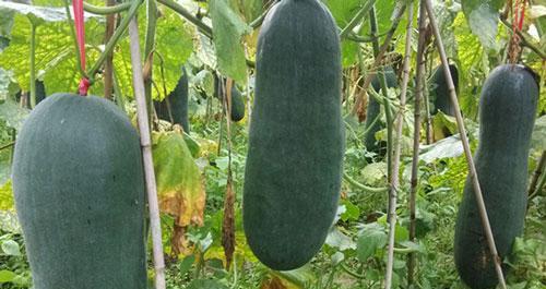 冬瓜原产地在哪里？冬瓜的起源和种植历史是什么？