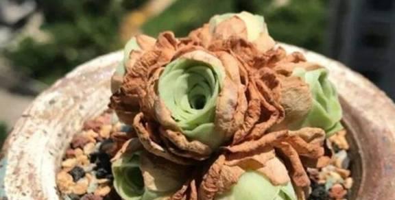 多肉植物掉叶子怎么办？如何正确处理和预防？