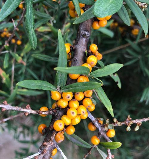 沙棘生长需要哪些环境条件？它的生长特点是什么？