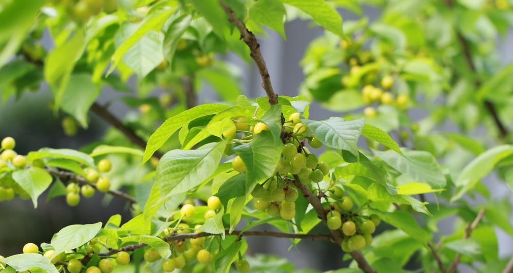 樱桃开花结果需要多长时间？常见问题解答