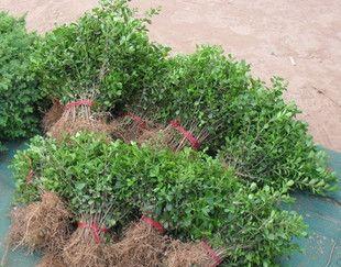 黄杨生长在什么地方？黄杨的自然生长环境是什么？