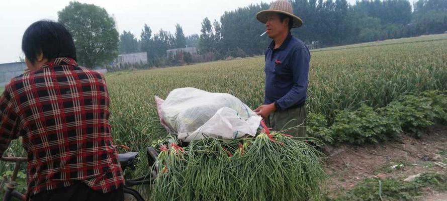 蒜苔最佳收获时间是什么时候？几月份是最佳收获期？