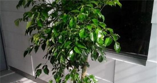 平安树施肥周期是多久？选择哪种肥料效果最佳？