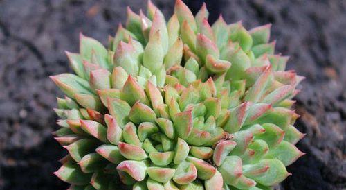 女雏老桩养护修剪技巧有哪些？如何进行有效造型？