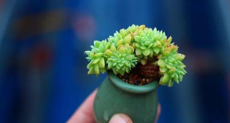 女雏老桩养护修剪技巧有哪些？如何进行有效造型？