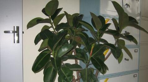 家里养橡皮树风水好吗？如何摆放提升家居运势？