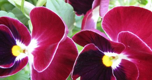 蝴蝶梅花期是什么时候？如何准确预测梅花盛开时间？