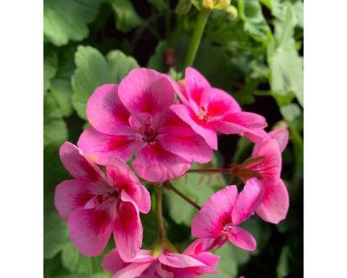 蝴蝶梅花期是什么时候？如何准确预测梅花盛开时间？