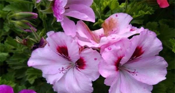 蝴蝶梅花期是什么时候？如何准确预测梅花盛开时间？