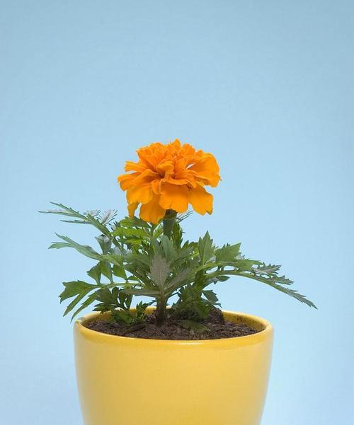 菊花浇水频率是多少？如何正确浇水保持健康生长？