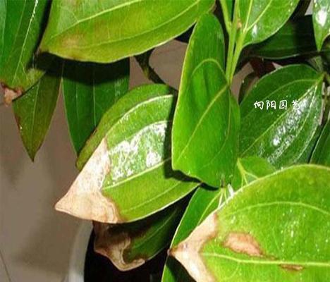 黄杨树叶子发黄怎么办？如何有效防治黄化病？