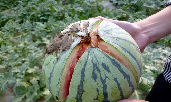 柿子裂果了怎么办？如何预防和处理？