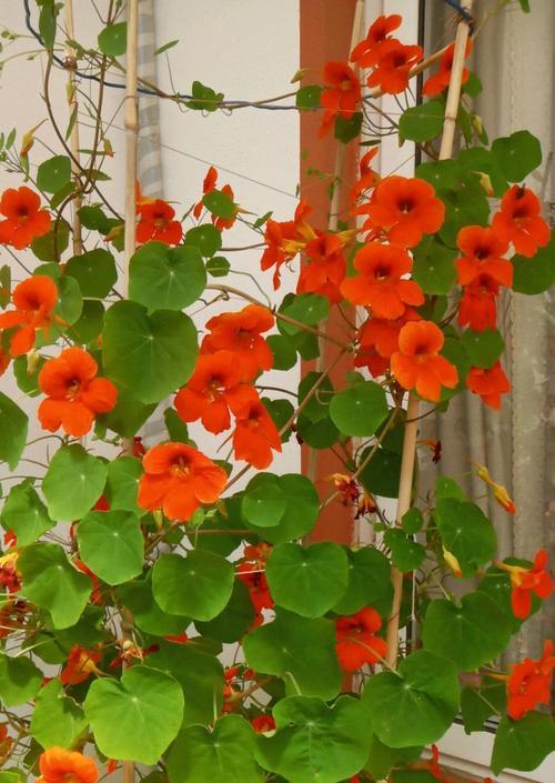 旱金莲开花时间及周期？一年能开几次花？